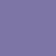 Aster Purple