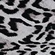 Snow Drift Leopard