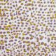 Golden Pebble Dot