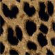 Classic Leopard