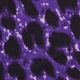 Vibrant Violet Leopard