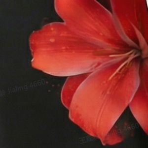 Ember Bloom