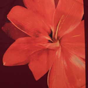 Hibiscus Wine Red